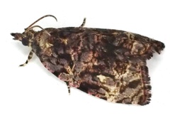 Gatesclarkeana idia
