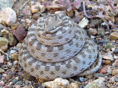 Desert Nightsnake photo 1