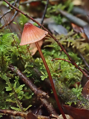 Mycena kuurkacea