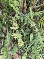 Nephrolepis obliterata