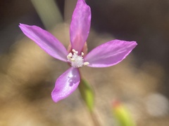 Clarkia modesta