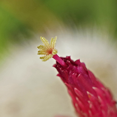 Cleistocactus strausii