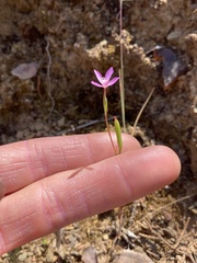 Clarkia modesta