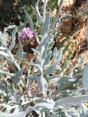 Dimorphocarpa wislizeni