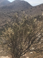 Baccharis paniculata
