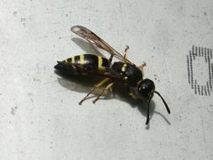 Ancistrocerus parietum