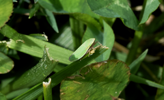 Draeculacephala antica