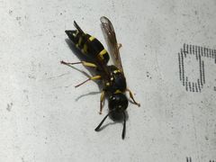 Ancistrocerus parietum