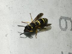 Ancistrocerus parietum