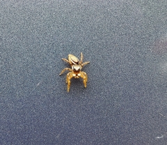 Pelegrina pervaga