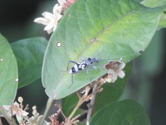 Chlorophorus macaumensis