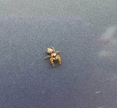 Pelegrina pervaga