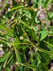 Euphorbia curtisii