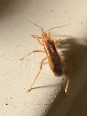 Oncerotrachelus