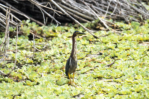 Butorides virescens image