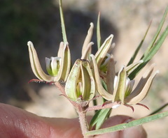 Asclepias navicularis