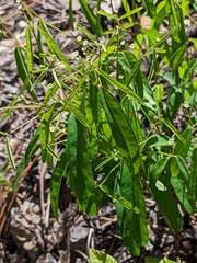 Euphorbia curtisii