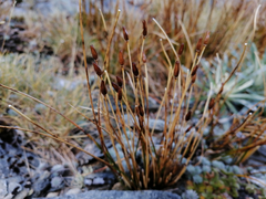 Marsippospermum gracile