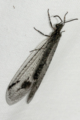 Glenoleon meteoricus