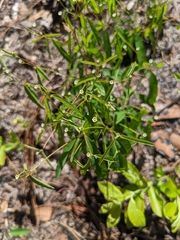 Euphorbia curtisii
