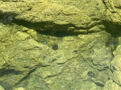 Kinosternon integrum