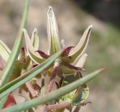 Asclepias navicularis