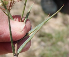 Asclepias navicularis
