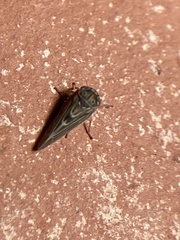 Agalliina