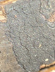 Graphostroma platystomum