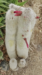 Cleistocactus strausii