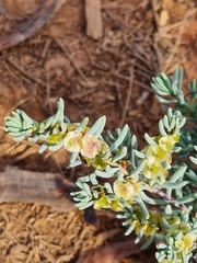 Camphorosmeae