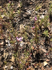 Clarkia modesta