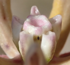 Asclepias navicularis