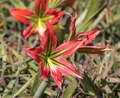Hippeastrum morelianum