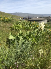 Astragalus hoodianus