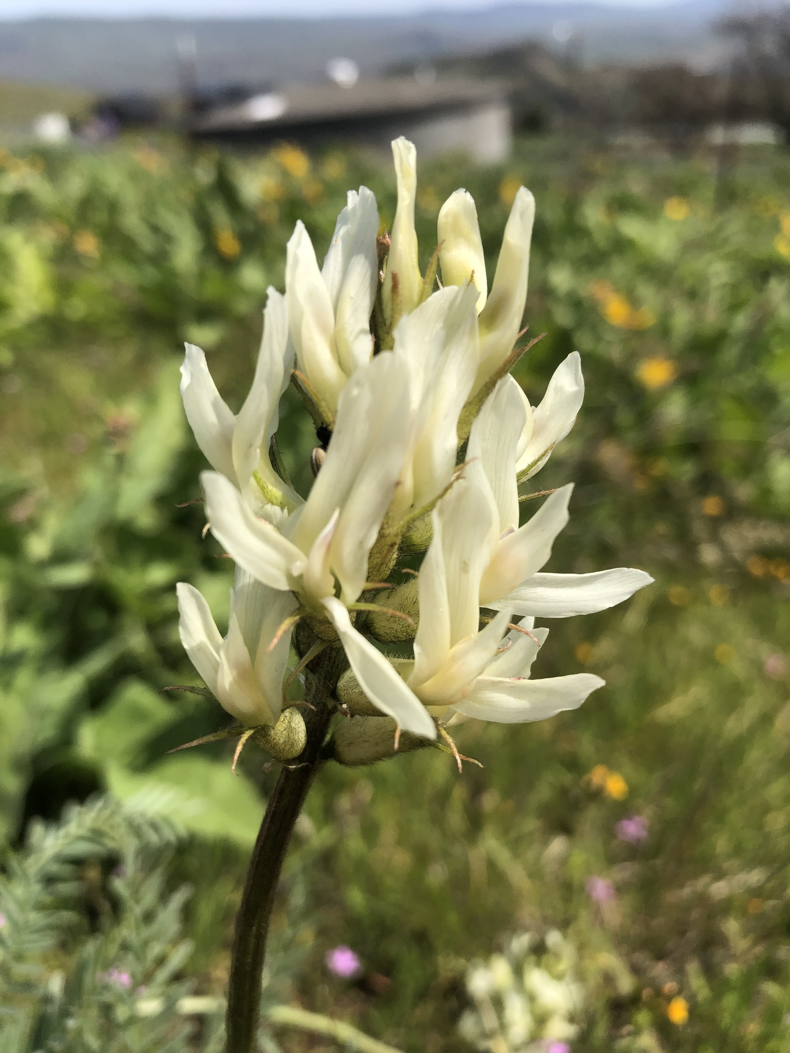 Astragalus hoodianus