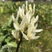 Hood River Milkvetch - Photo (c) bugdragon, some rights reserved (CC BY-NC), uploaded by bugdragon