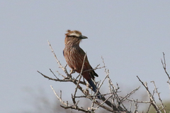 Coracias naevius mosambicus