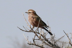 Coracias naevius mosambicus