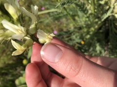 Astragalus hoodianus