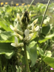 Astragalus hoodianus