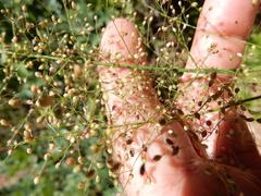 Dichanthelium sphaerocarpon