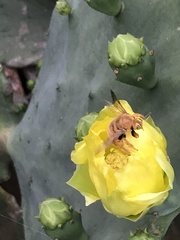 Xylocopa griswoldi