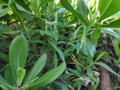 Thuarea involuta