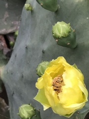 Xylocopa griswoldi