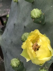 Xylocopa griswoldi
