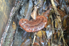 Cristataspora coffeata