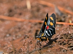 Mimoniades versicolor