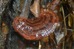 Cristataspora coffeata