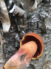 Boletus subluridellus